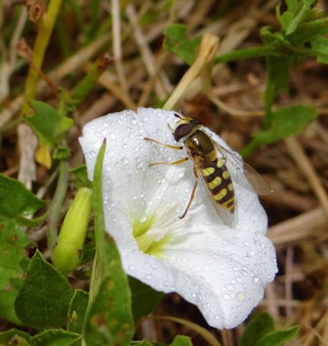 Eupeodes corollae